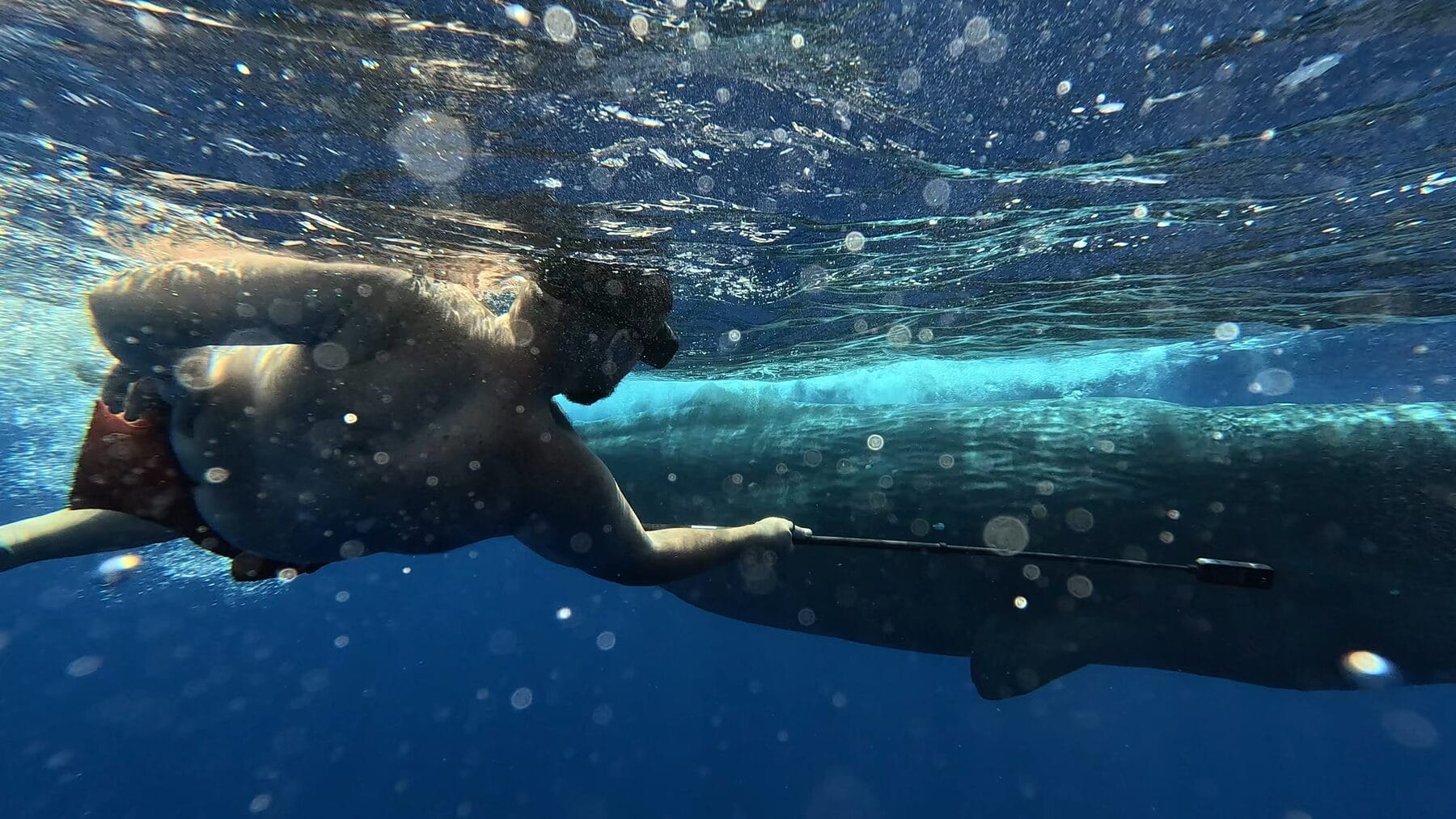 Whales, up close.